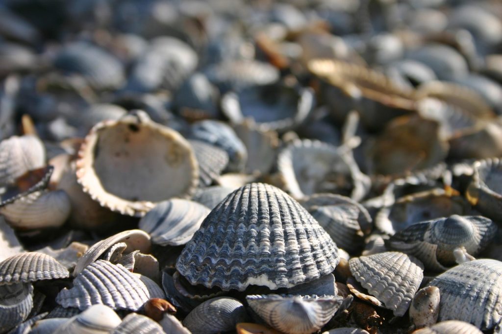 shell, lake, sea-1675231.jpg